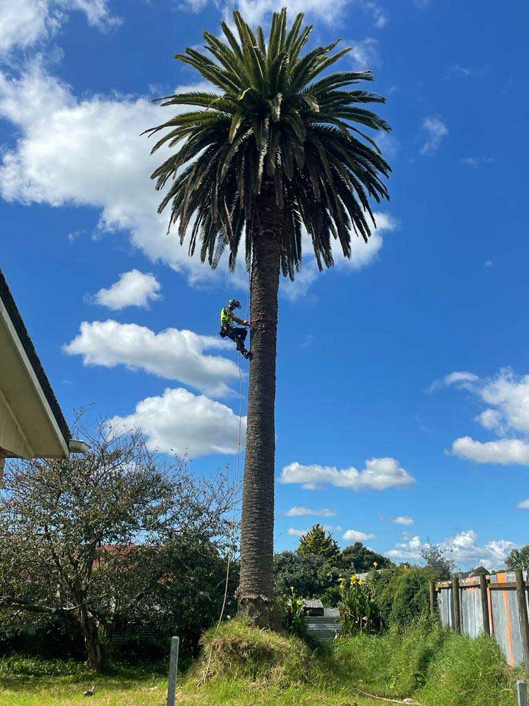 Palm Tree Removal Hamilton & Waikato Groundzone Tree Care