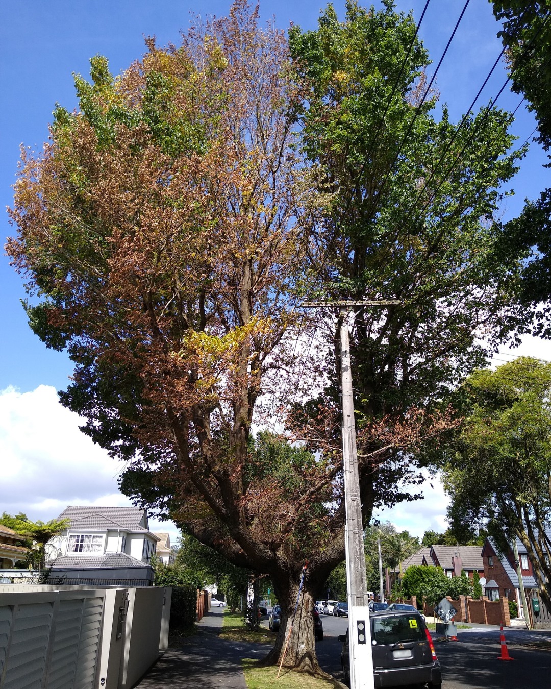 Dutch Elm Disease Example Photo Credit: Waipā District Council