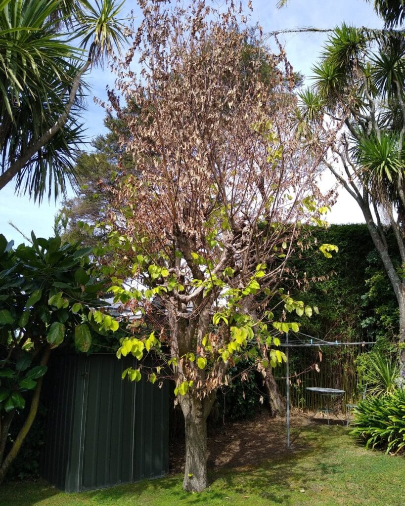 Dutch Elm Disease Example Photo Credit: Waipā District Council